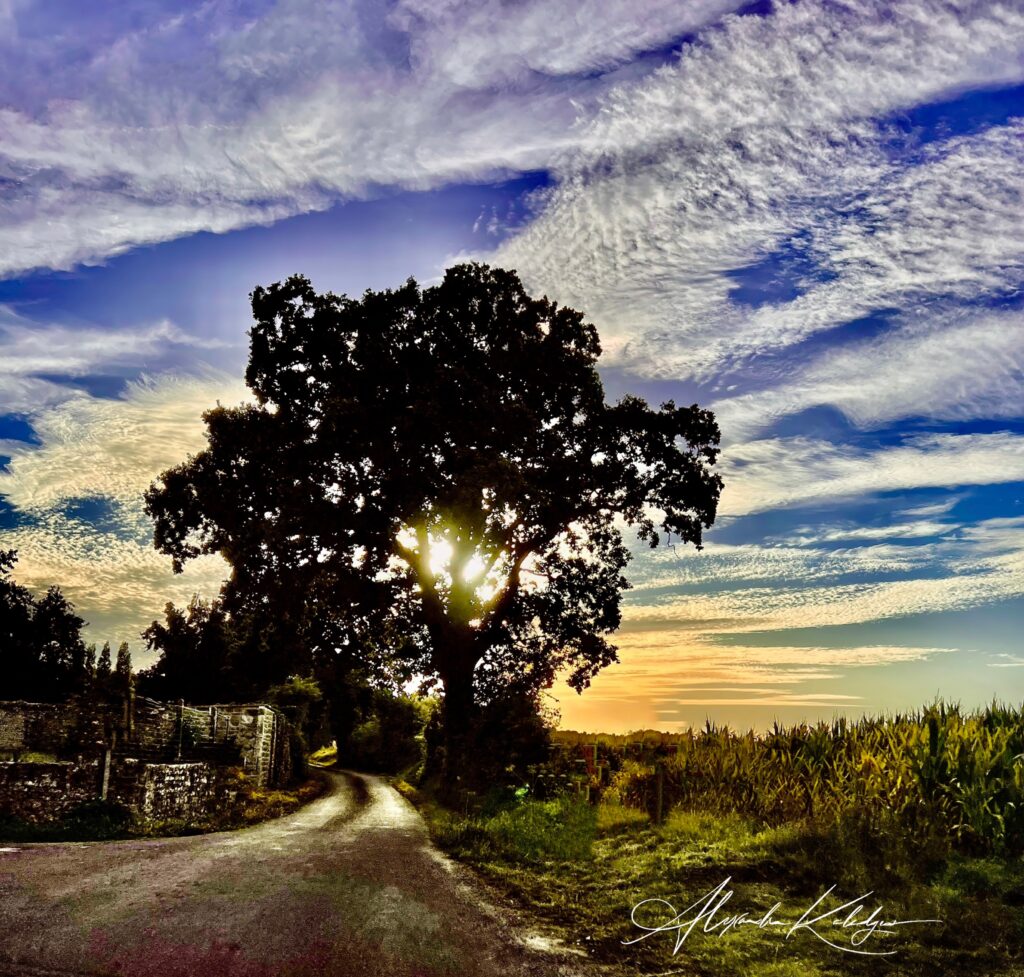 La Voie de l'Arbre